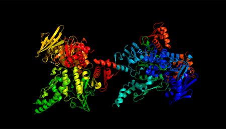 Descubren el funcionamiento de un complejo de proteínas implicadas en casos de cáncer y enfermedades raras