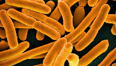 Demuestran que la manipulación de la microbiota intestinal podría ayudar a prevenir enfermedades cardiovasculares