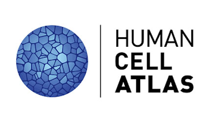 Human Cell Atlas: descifrando el cuerpo humano célula a célula