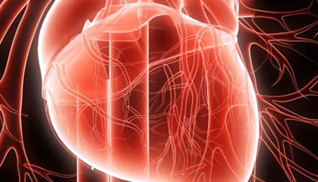 Nuevo mecanismo de regulación de la inflamación en un modelo de infarto de miocardio