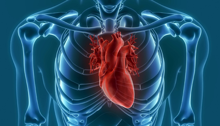La inhibición de la proteasa OMA1 podría proteger contra la insuficiencia cardiaca