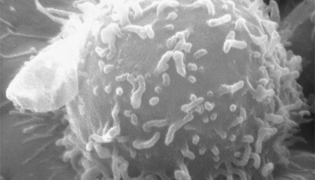 Los linfocitos podrían liberar ADN mitocondrial y activar las alarmas del sistema inmunitario