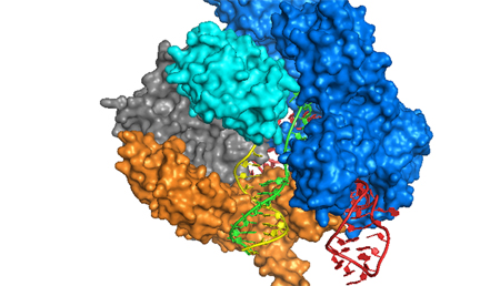 Éxito de CRISPR para inactivar la mutación responsable de la enfermedad de Huntington