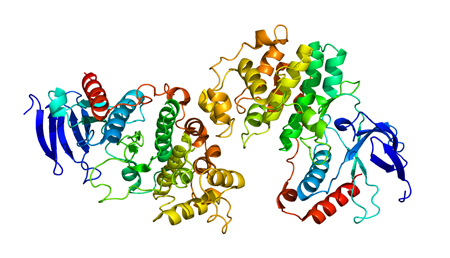 Identifican la función de una proteína clave en enfermedades autoinmunes