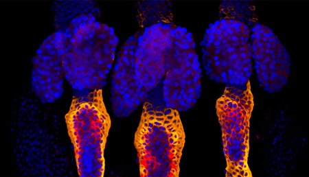 La criopreservación podría preservar las características beneficiosas de células madre