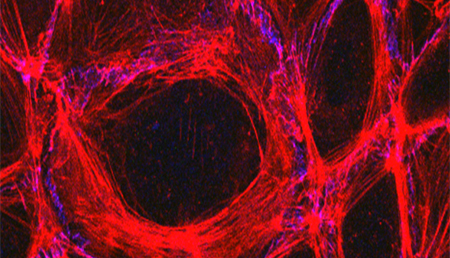 Investigadores de la US descubren que hay células madre neurales que podrían convertirse en vasos sanguíneos